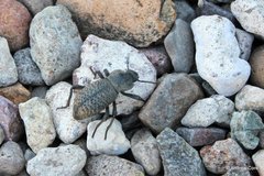 Cryptoglossa variolosa