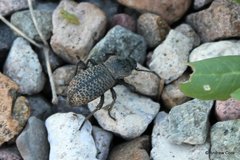 Cryptoglossa variolosa