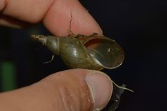 Lymnaea