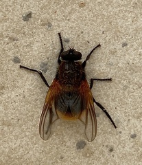 Mesembrina decipiens