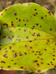 Pseudocercospora