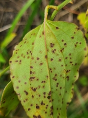 Pseudocercospora