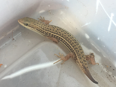 Heremites vittatus