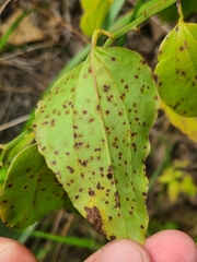 Pseudocercospora