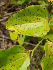 Pseudocercospora