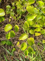 Pseudocercospora