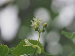 Tilia japonica