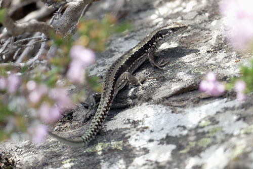 Galan’s Rock Lizard