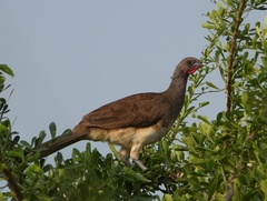 White-Bellied Chachalaca photo 5