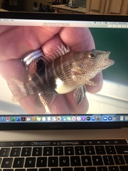 Serranus subligarius