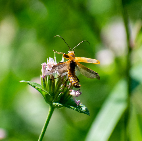 Goldenrod soldier beetle