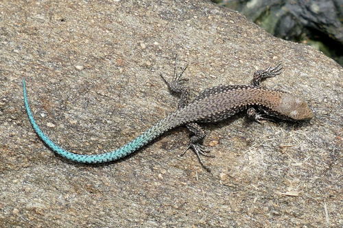 Galan’s Rock Lizard