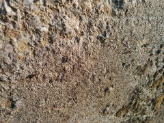 Crematogaster scutellaris