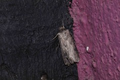 Agrotis malefida