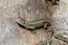 Lacerta schreiberi