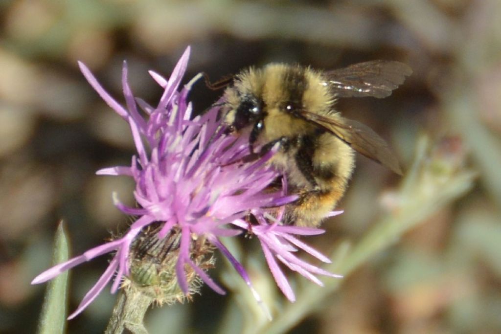 Nearctic Bumble Bee from Marble Canyon, Thompson-Nicola, British ...