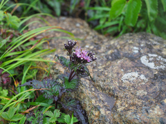 Saussurea riederi daisetsuensis