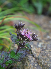 Saussurea riederi daisetsuensis