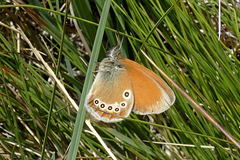 Coenonympha glycerion iphioides