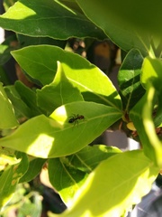 Camponotus lateralis
