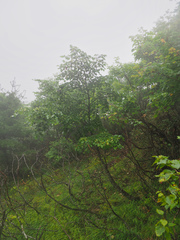 Tilia japonica