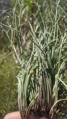 Ixeris tamagawaensis
