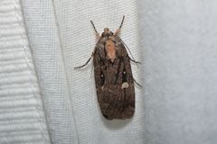 Abagrotis glenni