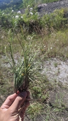 Ixeris tamagawaensis