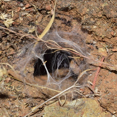 Calisoga longitarsis