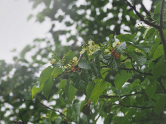 Tilia japonica