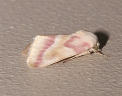 Schinia regina