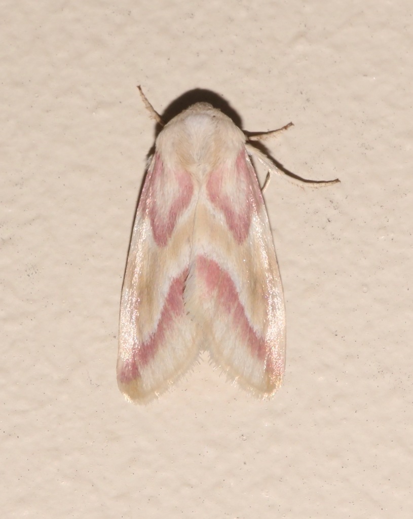 Reginia Primrose Moth