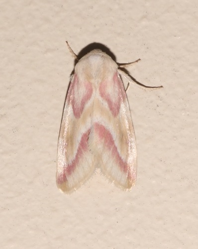 Reginia Primrose Moth