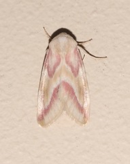 Schinia regina