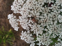 Stenopterus ater