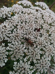 Stenopterus ater