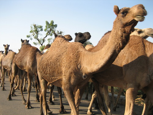 Dromedary Camel