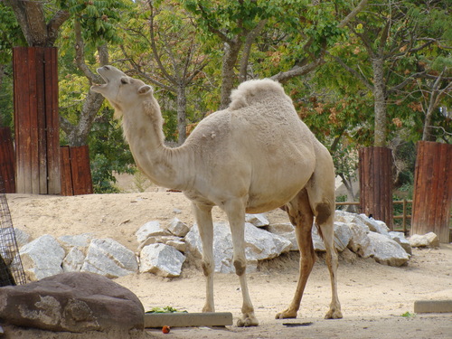 Dromedary Camel