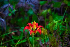Lilium catesbaei image