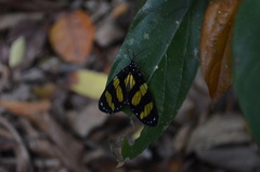 Notophyson heliconides