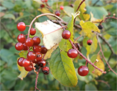 Prunus virginiana