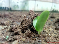 Pterocarpus santalinus