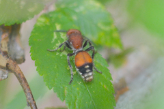 Dasymutilla nigripes