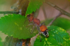 Dasymutilla nigripes