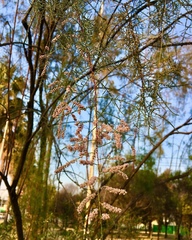 Tamarix indica