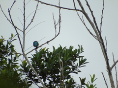 Dacnis venusta