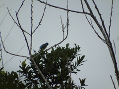 Dacnis venusta