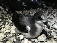 Pterodroma hypoleuca