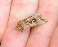 Autographa pulchrina