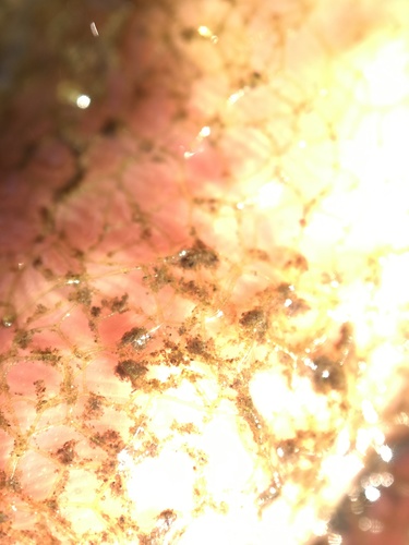 Image of Hydrodictyon reticulatum by (c) Summit Metro Parks, some rights reserved (CC BY)